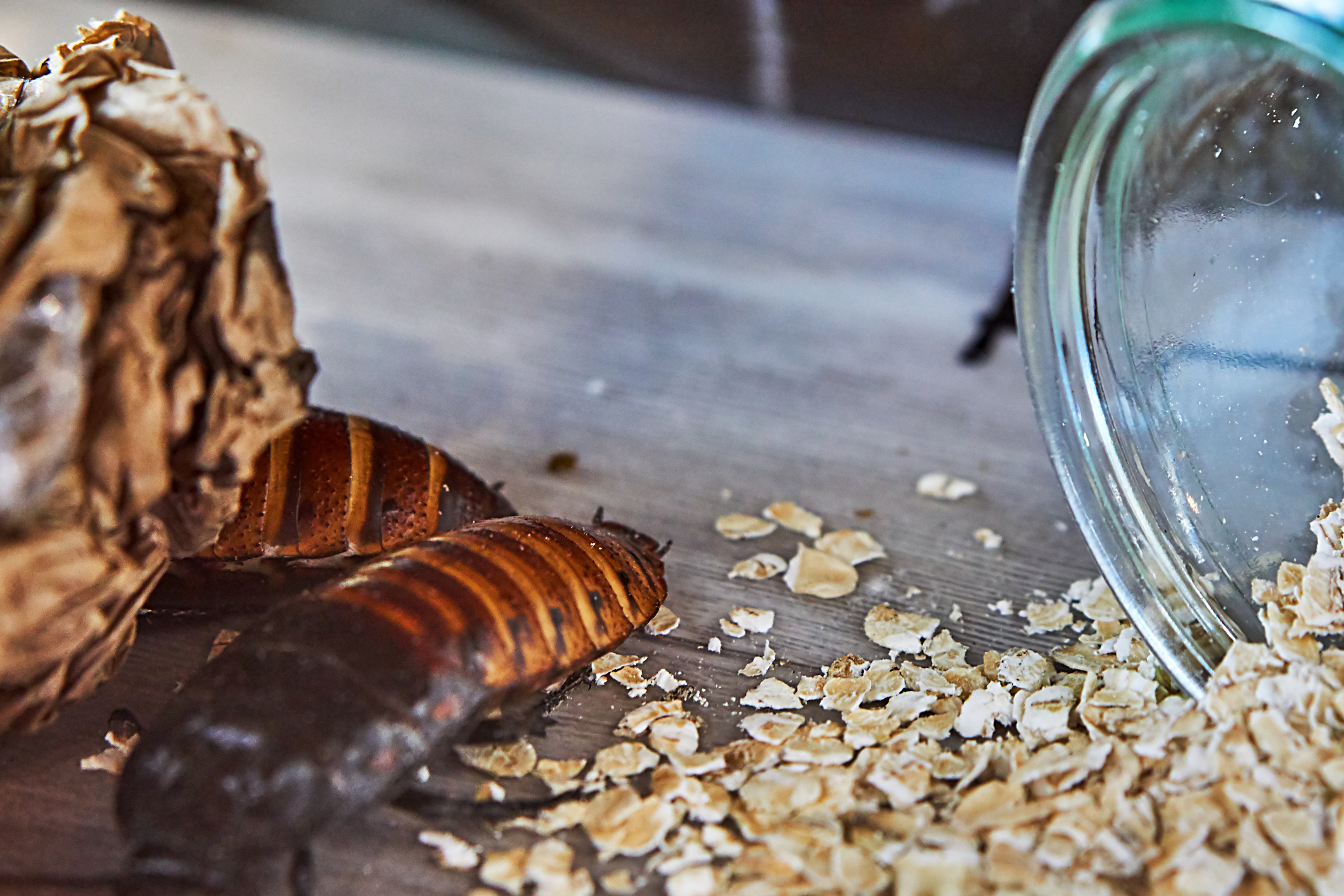 Cockroaches walking on counter next to spilled oatmeal flakes.