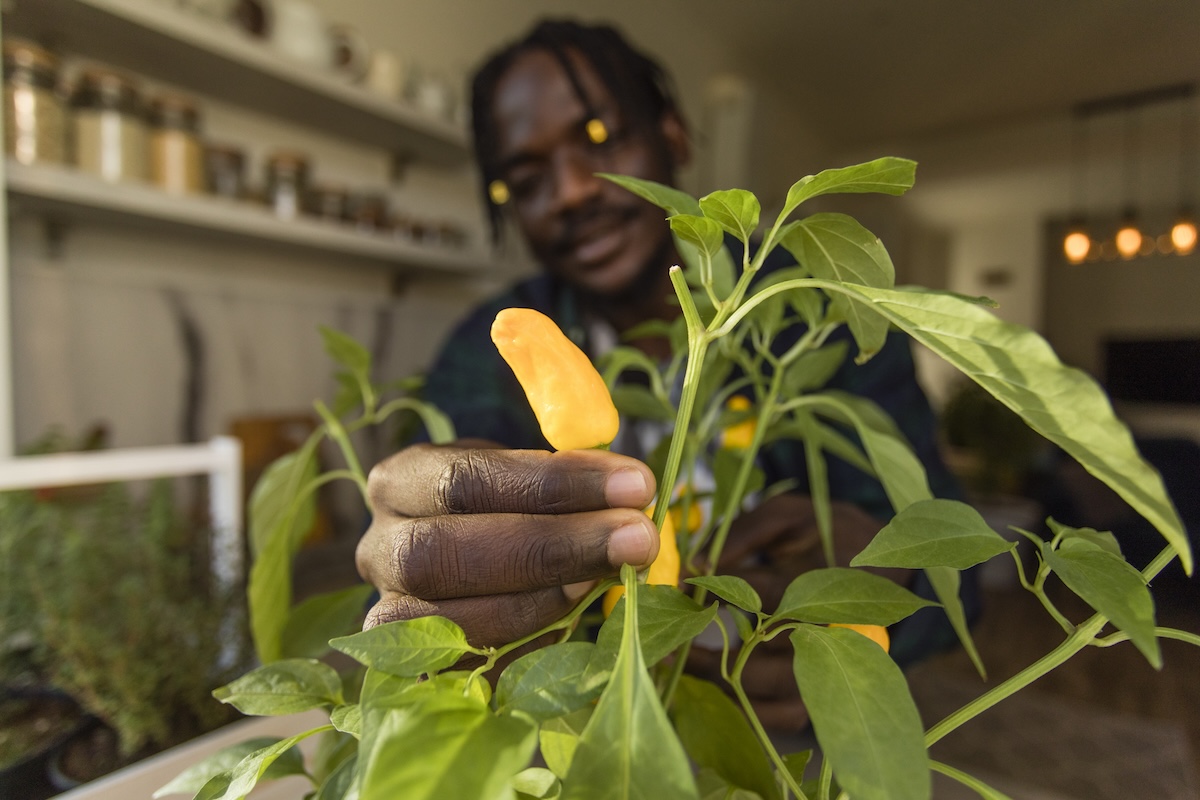 A person gardening in their kitchen holding a small indoor hot pepper plant.