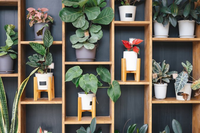 Wall of decorative artificial houseplants.