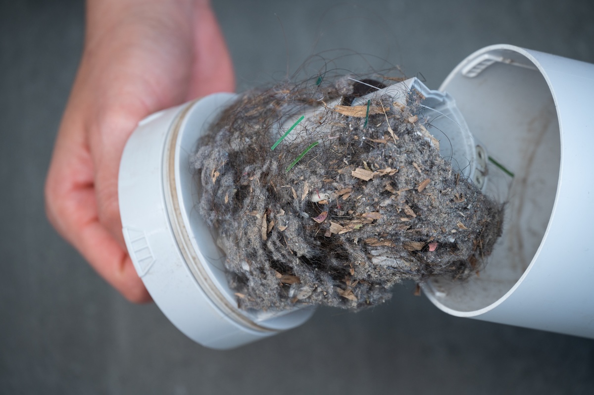 A person emptying a vacuum cleaner canister to get rid of bugs.