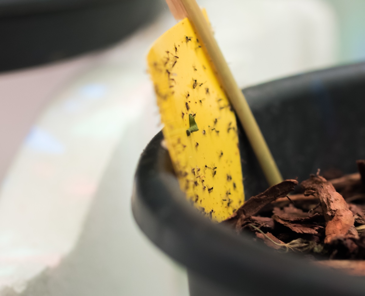 A yellow gnat trap resting in a potted plant.