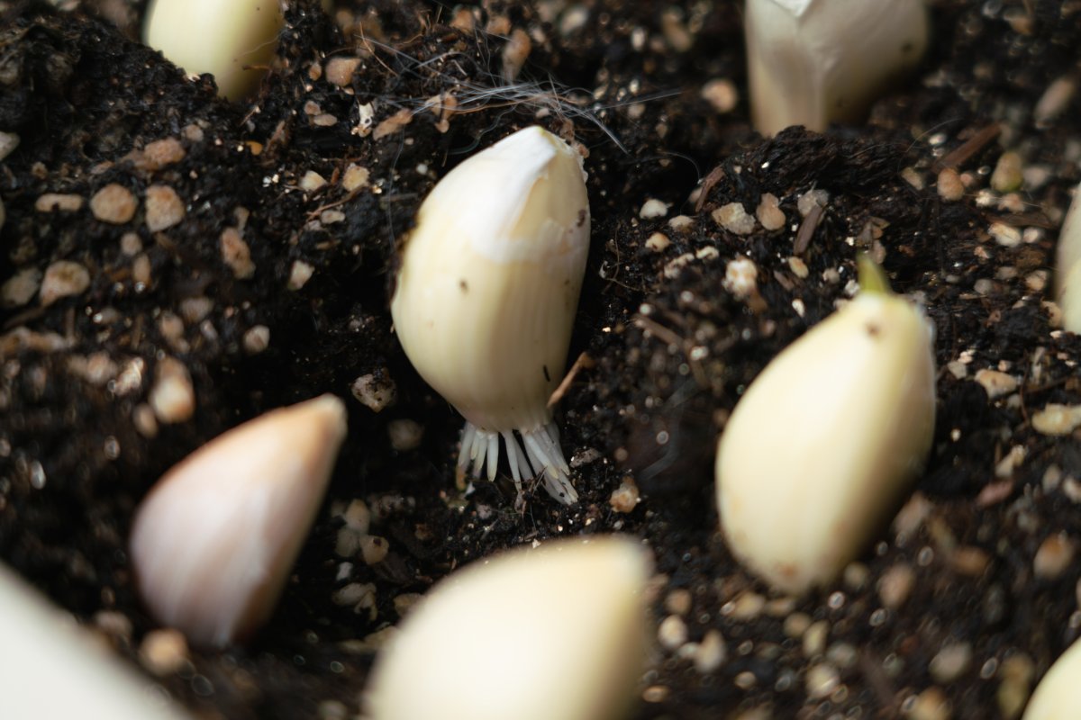 Garlic cloves growing in soil in a planter indoors.