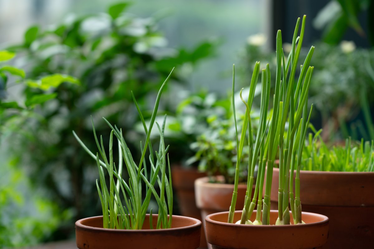 Planters with garlic cloves growing scapes.