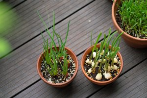 Garlic cloves growing indoors in pots.