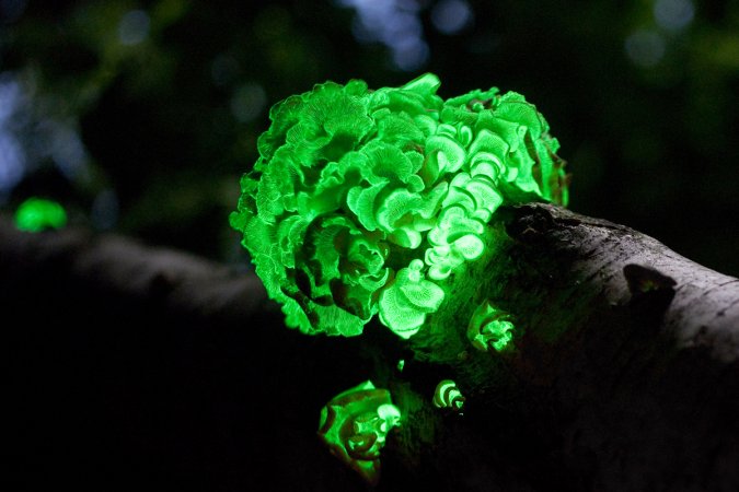 Bioluminescent wood lit up neon green.