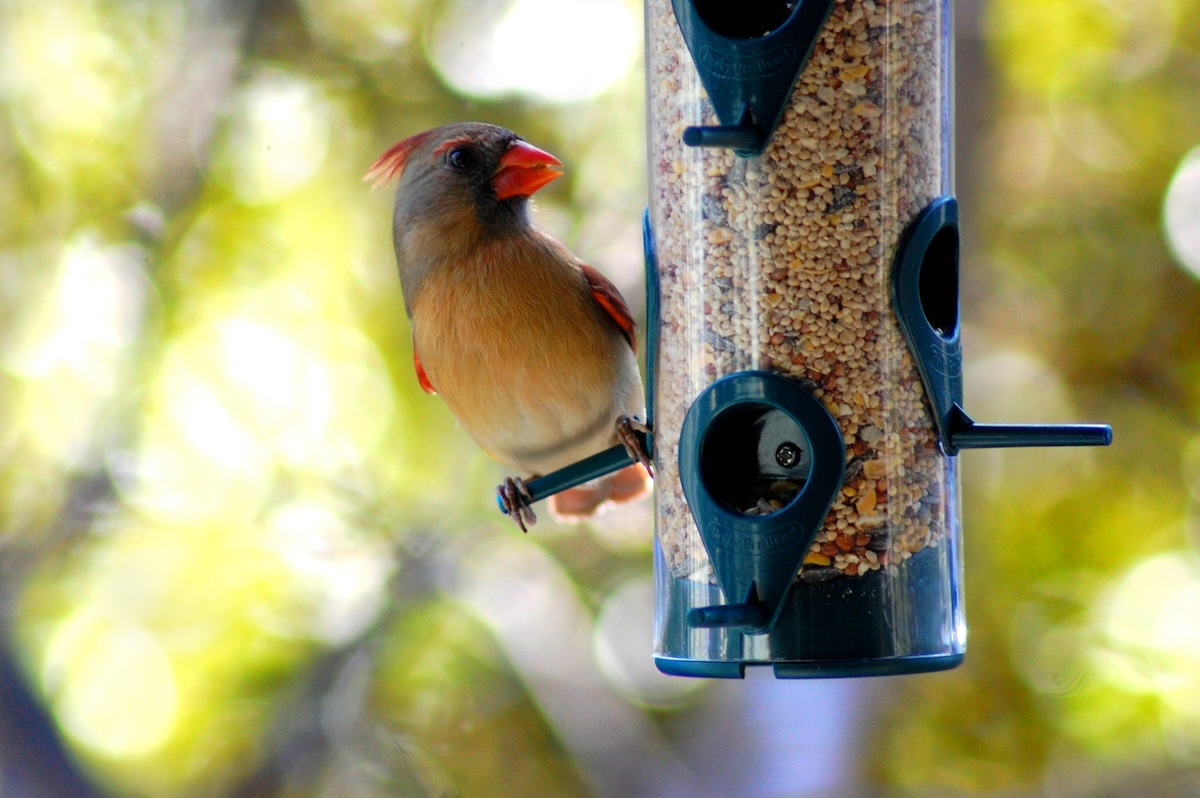 A small yellow bird with a red beak rests on a bird feeder.