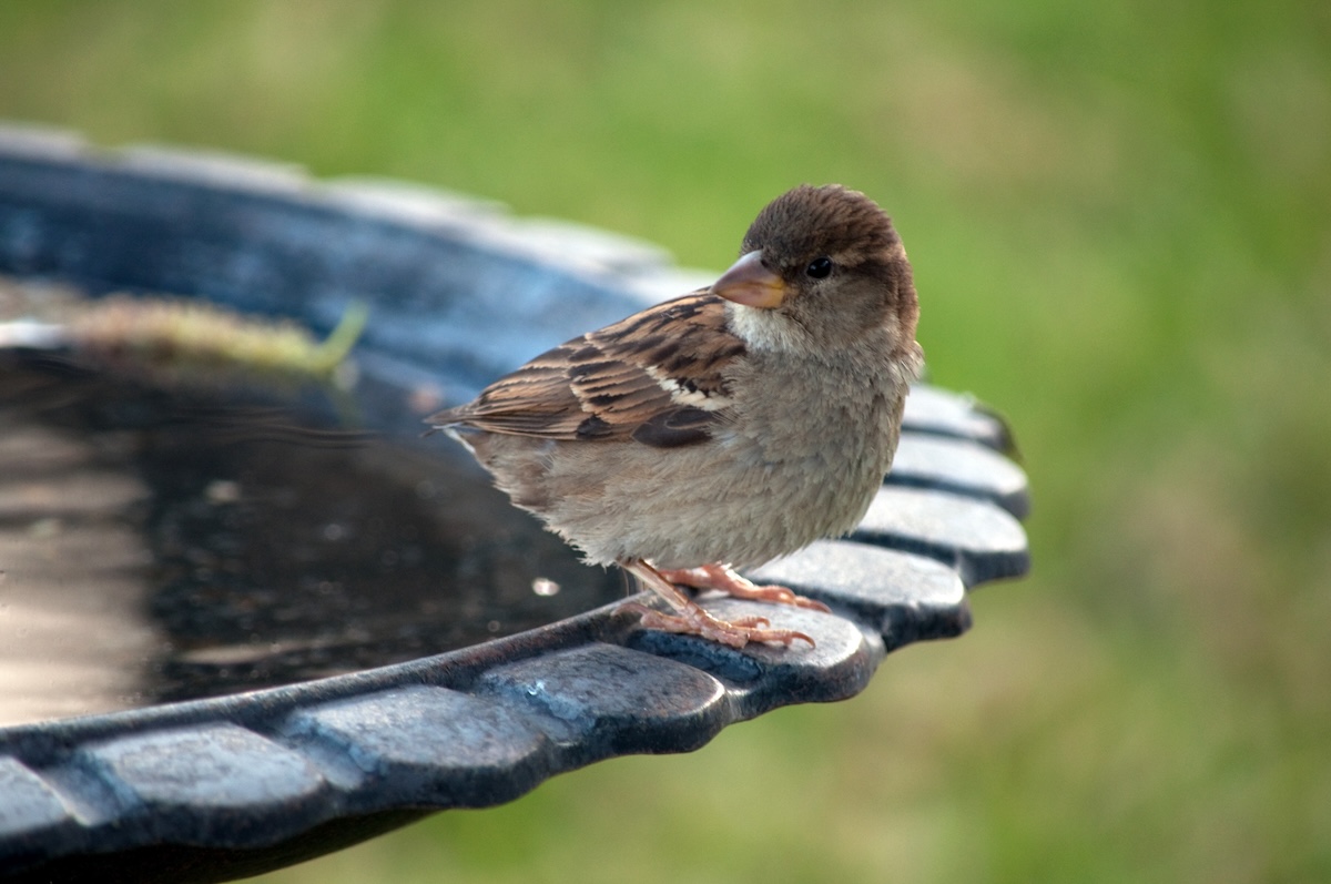 A small finch sitting on the edge of a bird bath.