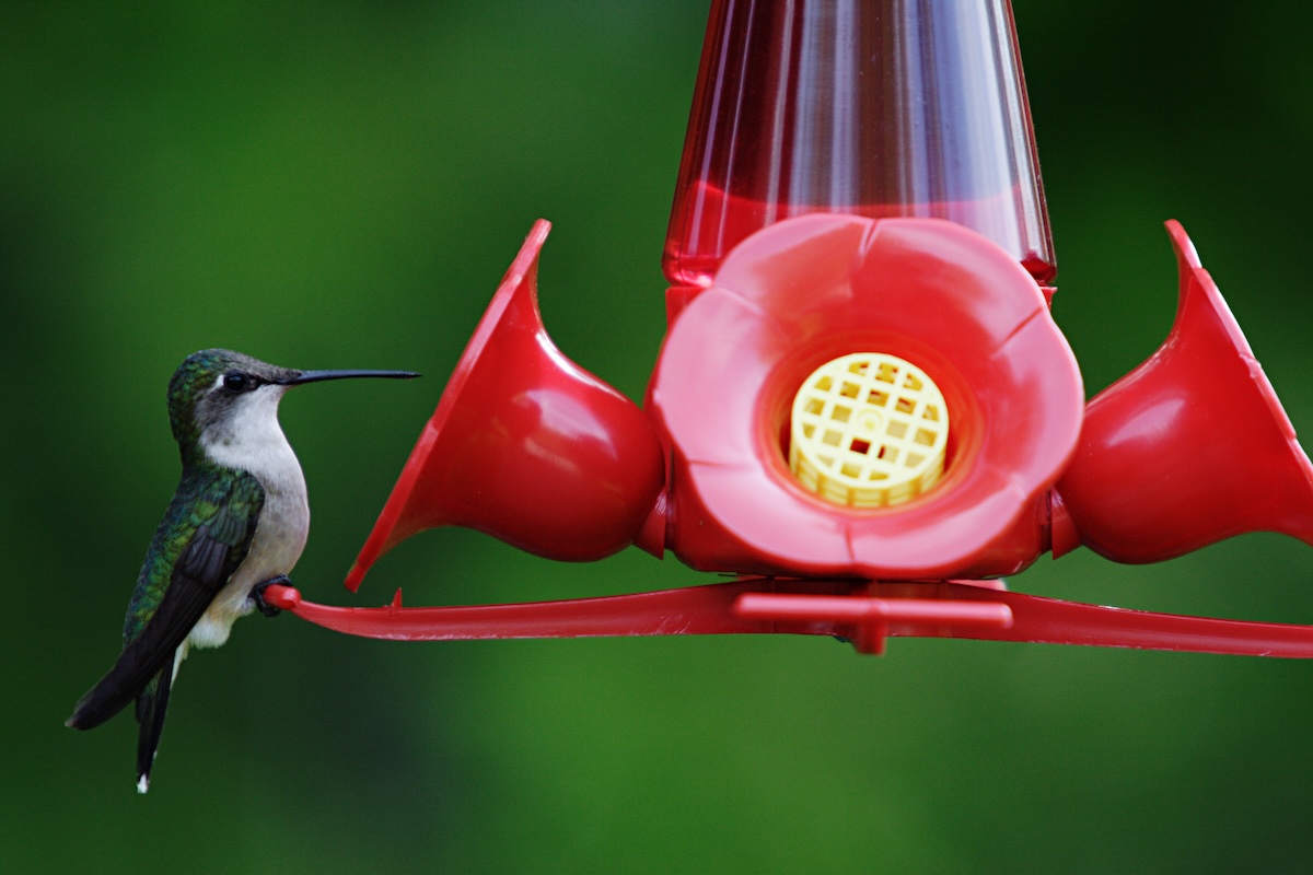 A small green hummingbird perches on a hummingbird feeder with red floral attachments.