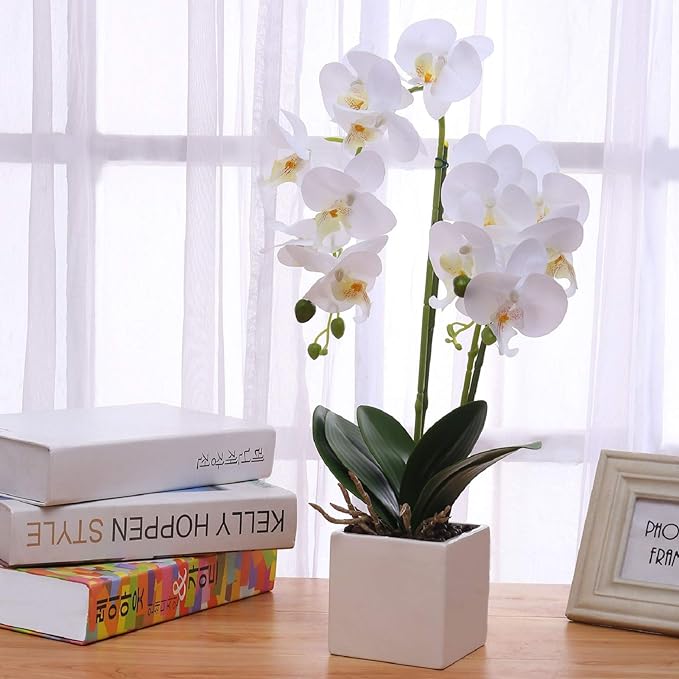 White orchid in vase on table in front of window.