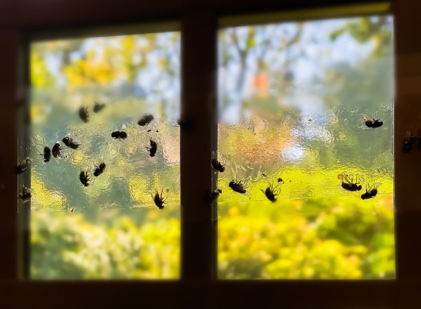 Insects tapped on window by sticky paper.