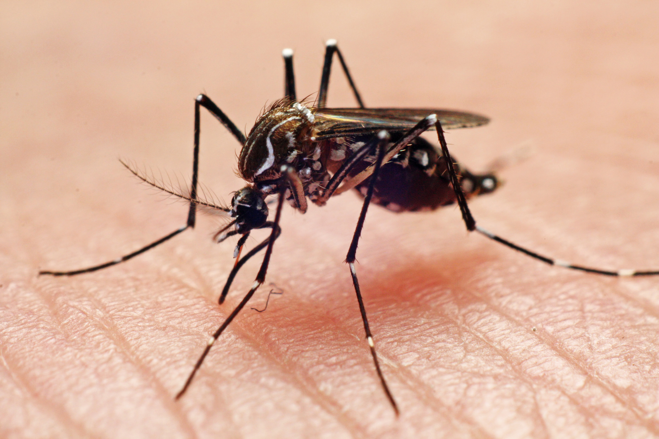 Closeup of a mosquito biting a hand.