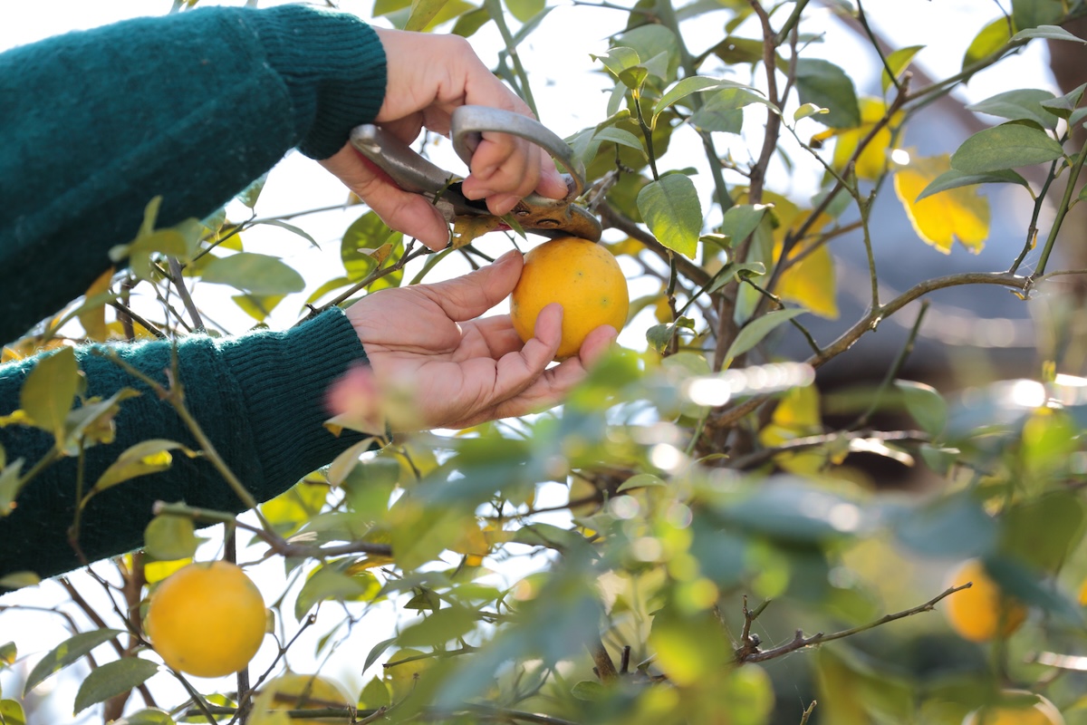 A man's hands use a pair of shears to cut back branches on a lemon tree.