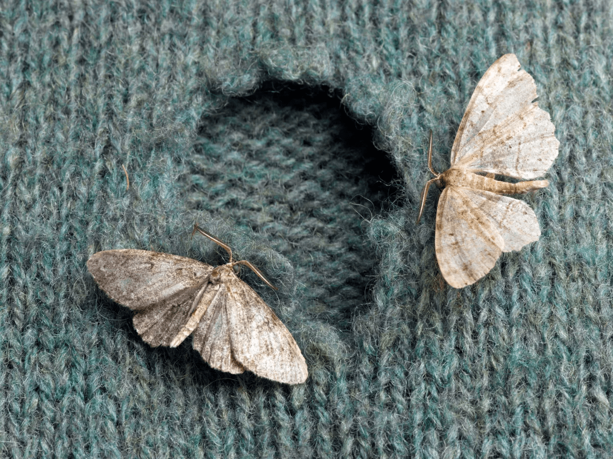 Two white moths sitting on a green sweater with a hole in it.