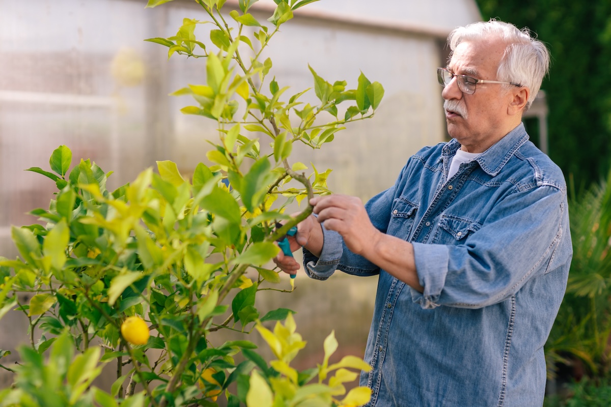 Mature man in denim shirt prunes a lemon tree.