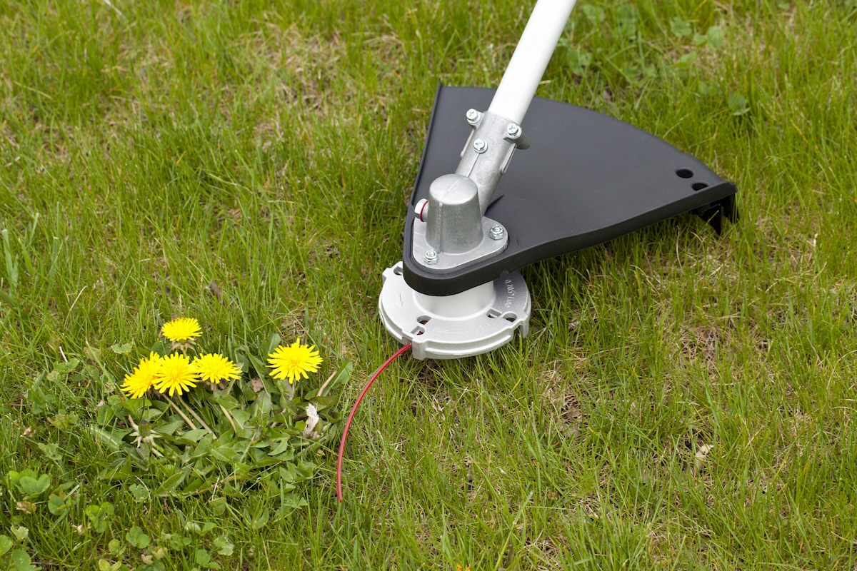 A black and silver string trimmer near dandelions.