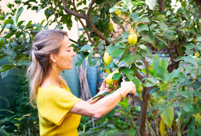 A woman in a yellow shirt prunes a lemon tree with shears.