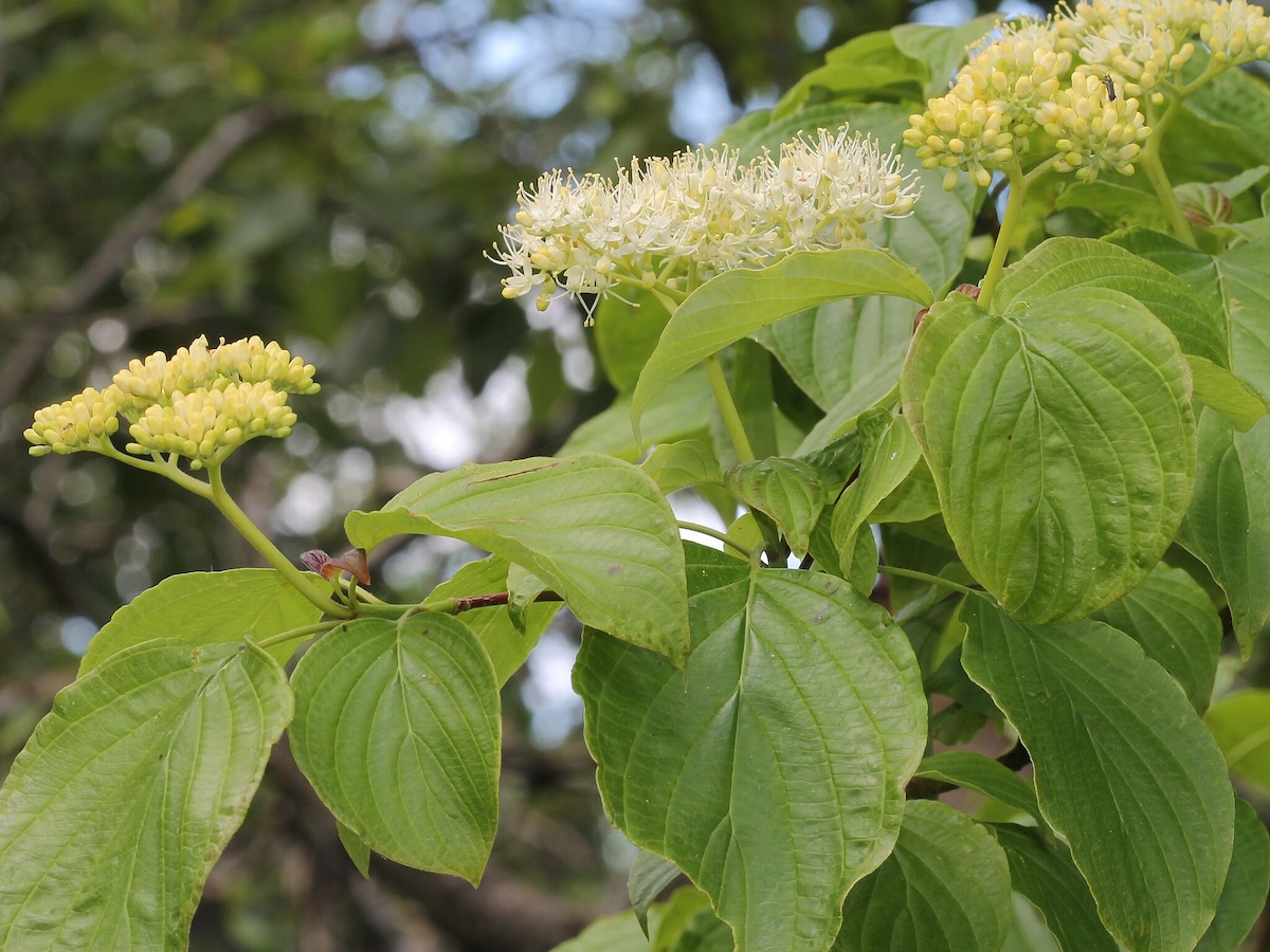 A Pagoda dogwood tree with yellow blooms.