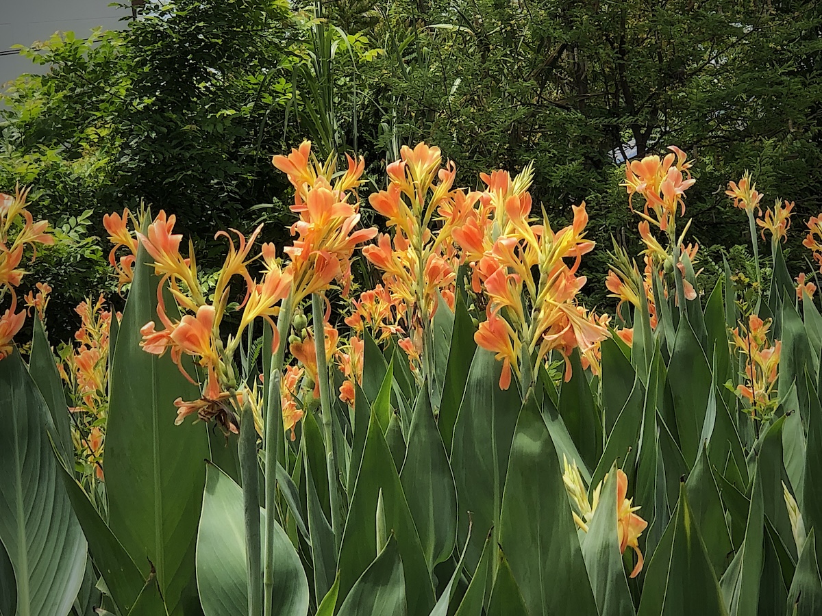 Canna lilies planted in a home landscape.