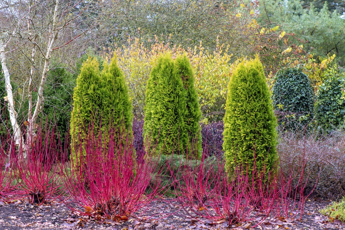 Red-Barked dogwood shrubs in a tidy landscaped yard.