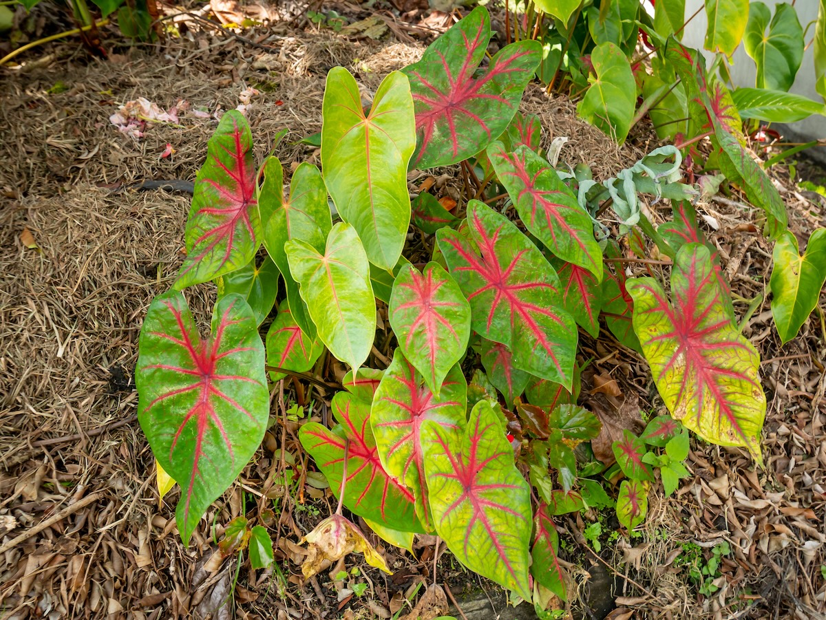 Caladium plant growing in a home landscape.