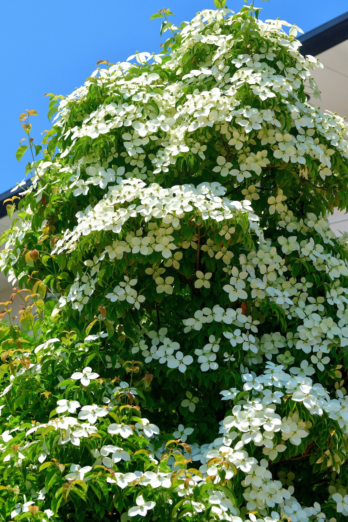 A Kousa dogwood tree outside of a home.