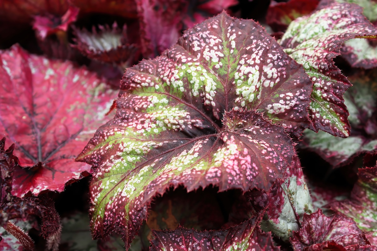 Rex begonia planted around a home.