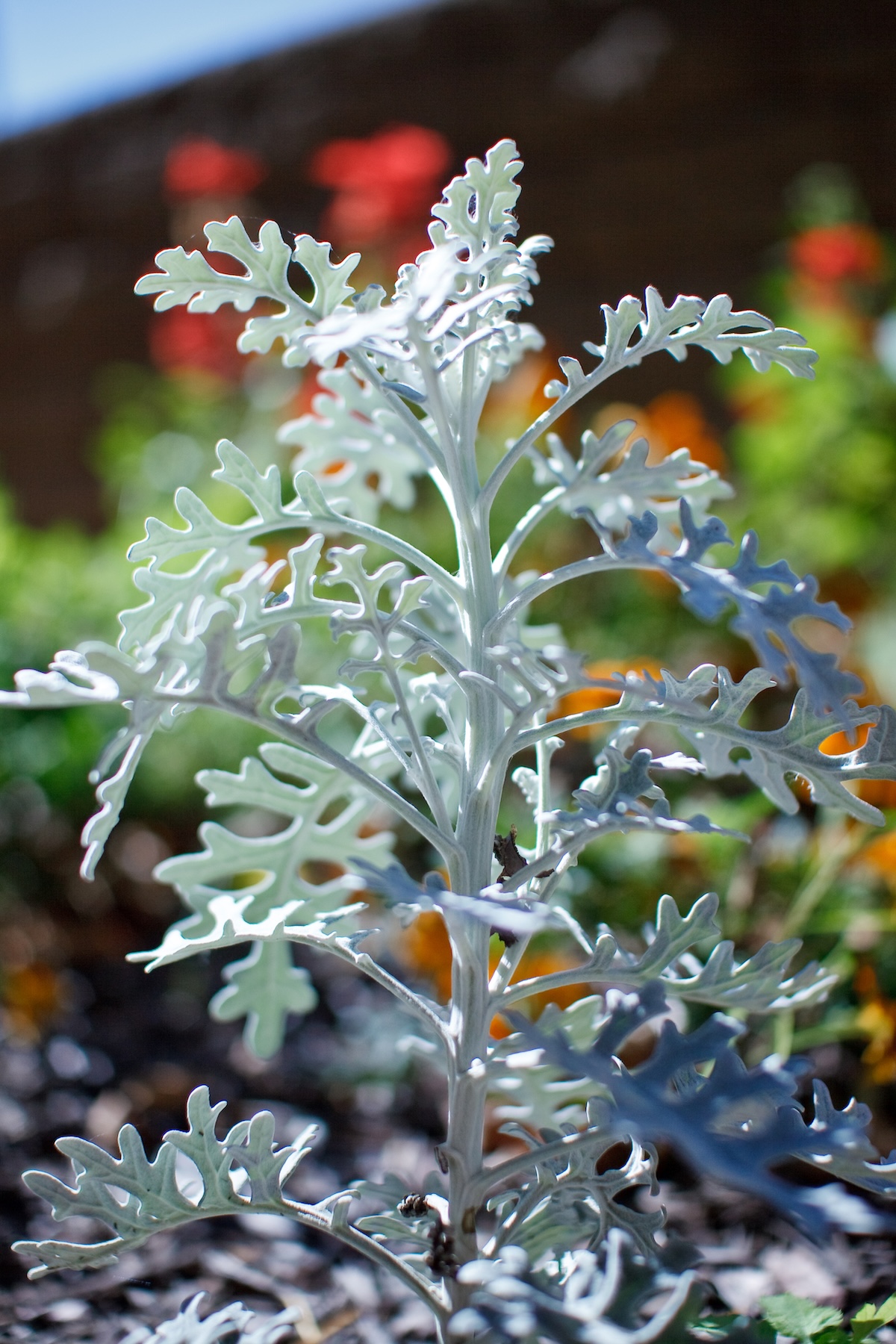 Dusty miller plant growing in a home landscape.