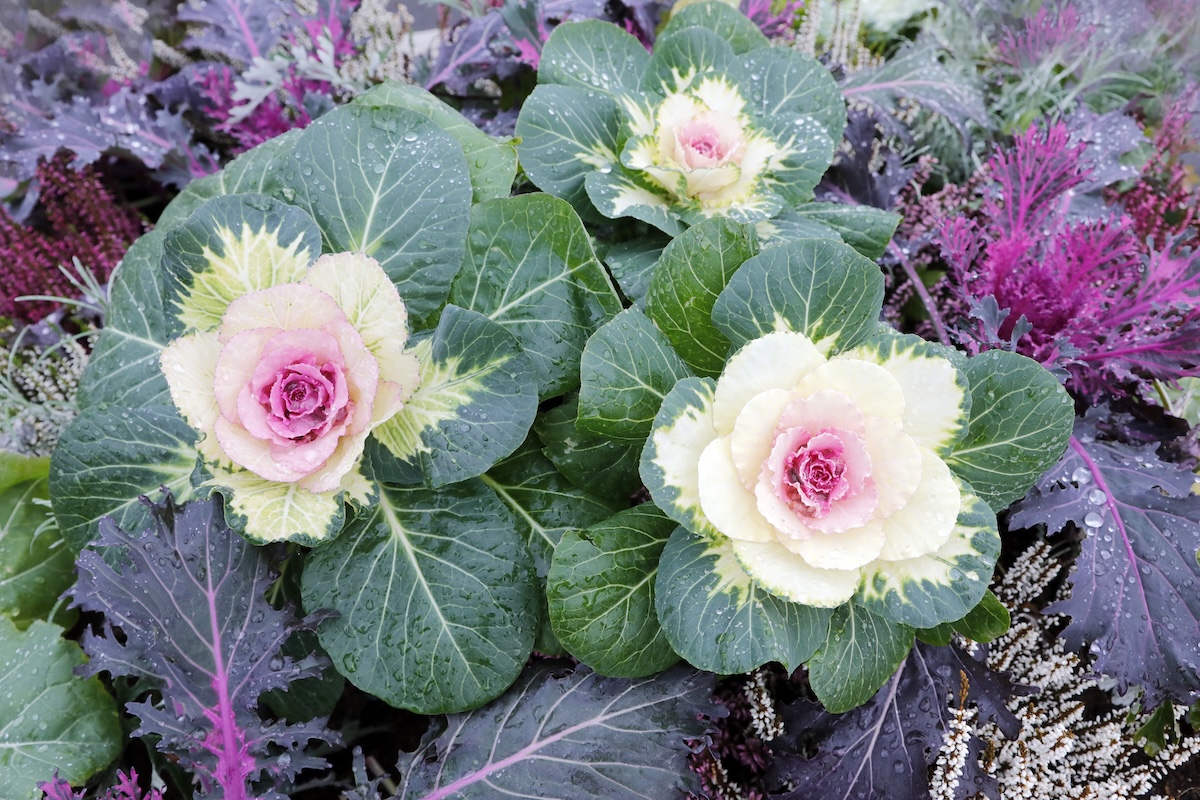 Ornamental kale growing in a home landscape.