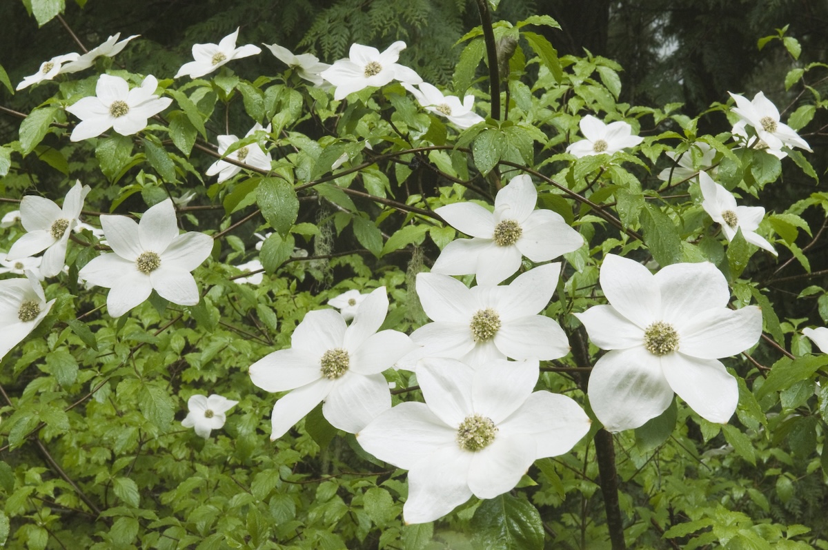 A Pacific dogwood tree in bloom.