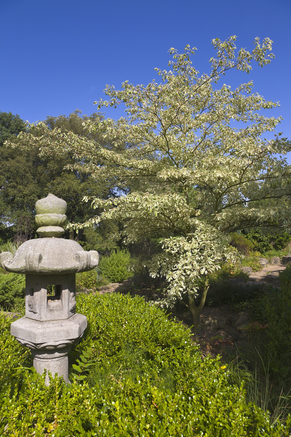 A giant dogwood tree near a home pond.