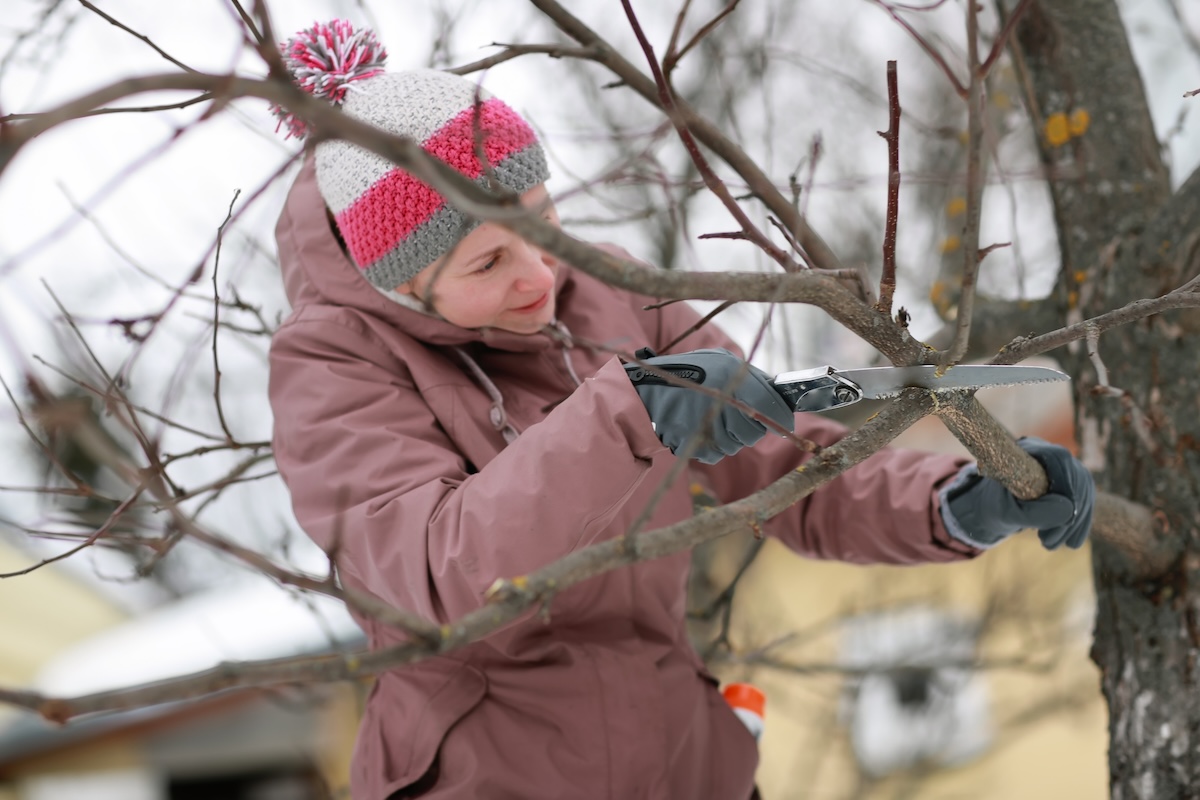 A homeowner using a pruning saw to trim winter damage on trees.