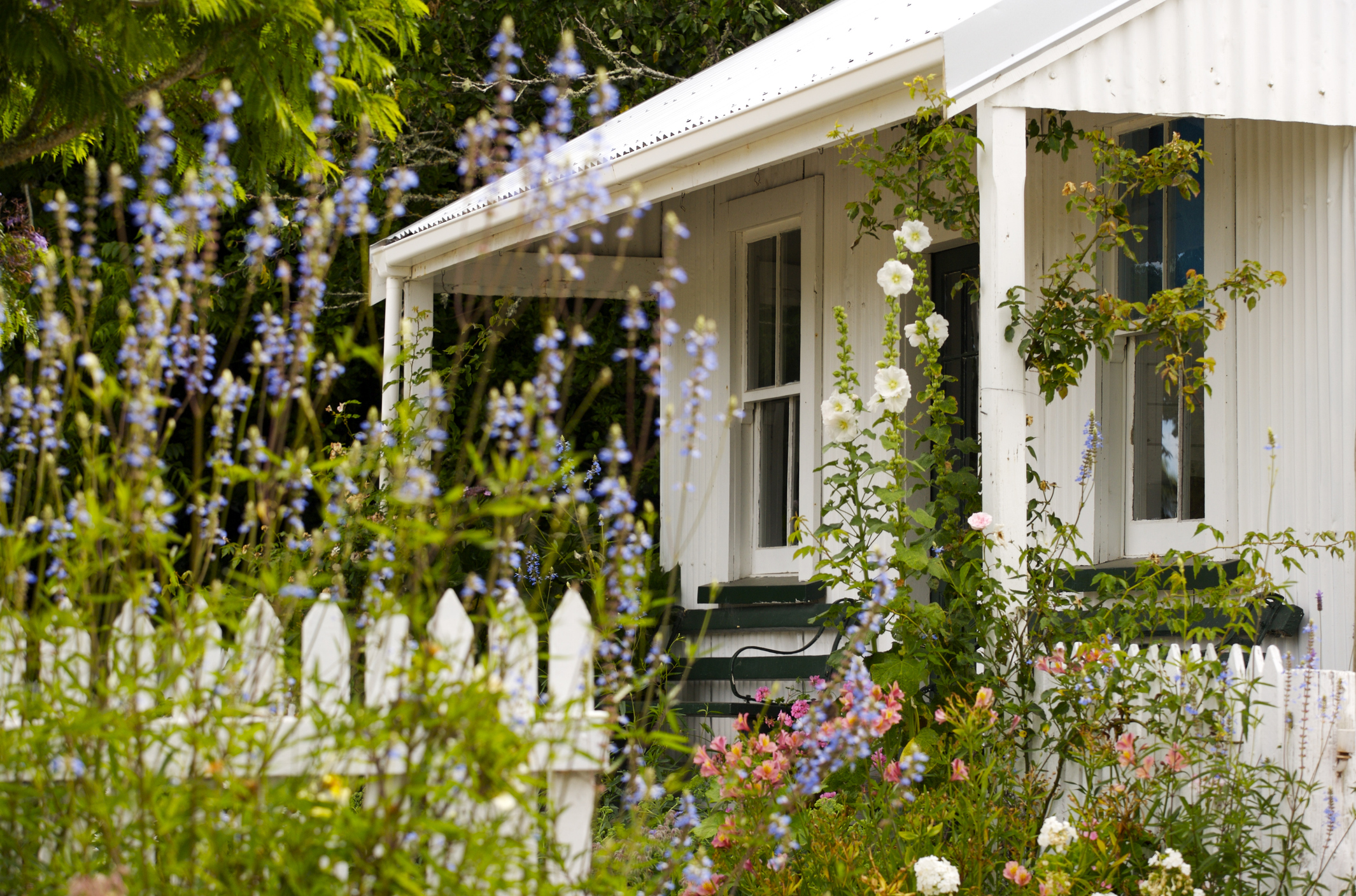 Colorful cottage garden in front of an older white house.