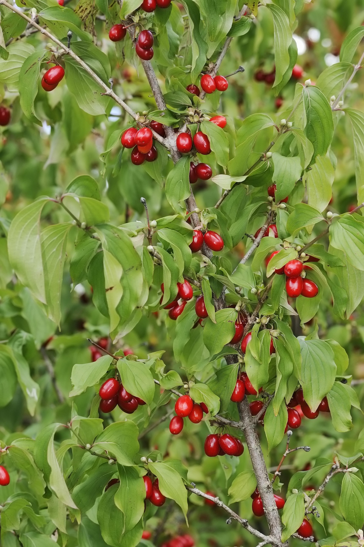 A Cornelian Cherry dogwood tree with berries.