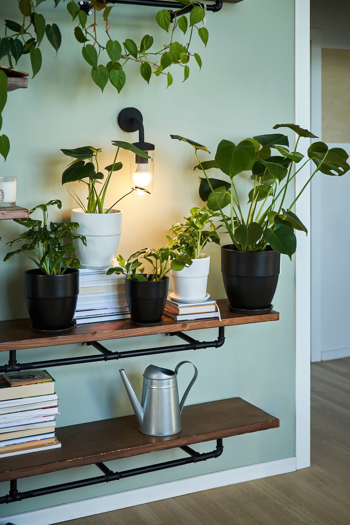 A collection of houseplants on shelved inside a home.