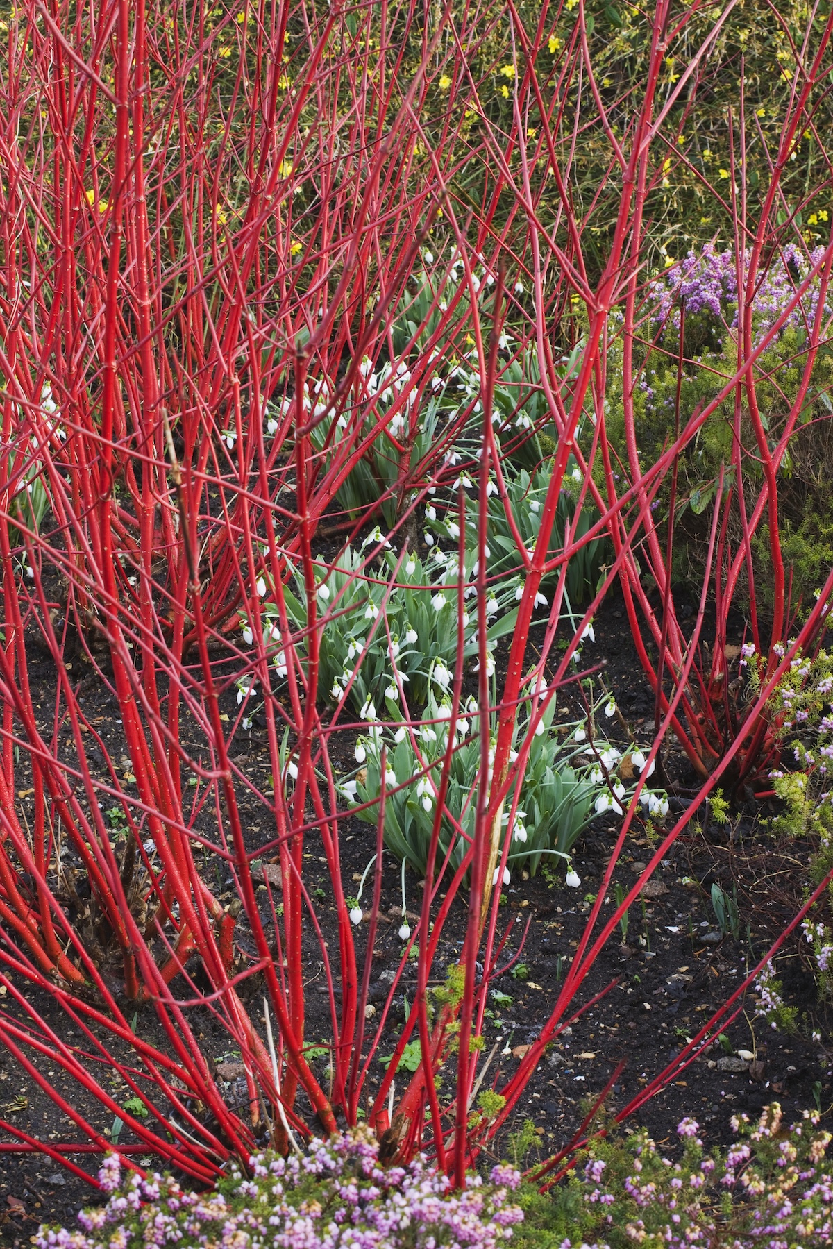 Red twig dogwood shrub outside of a home.