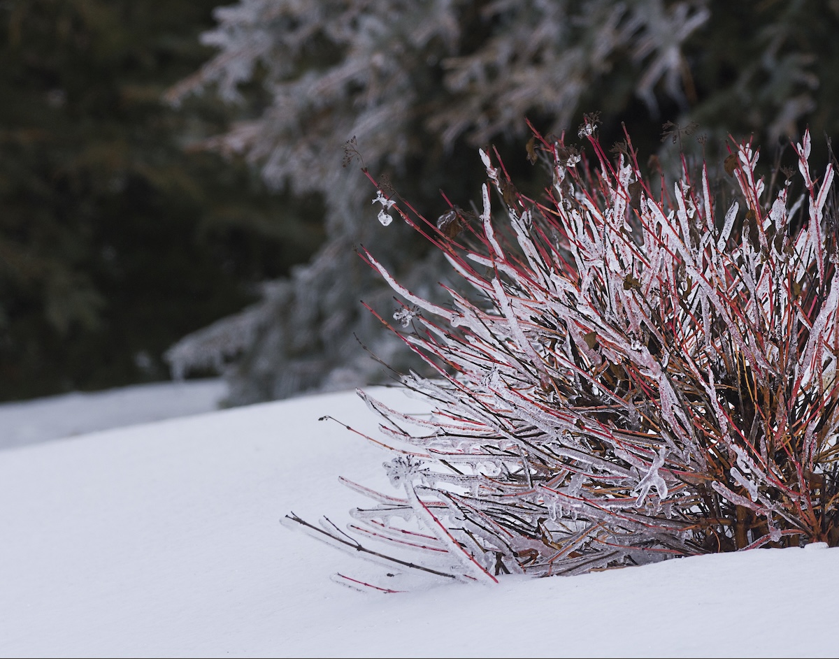 Redtwig dogwood shrub covered in ice and snow in the winter.