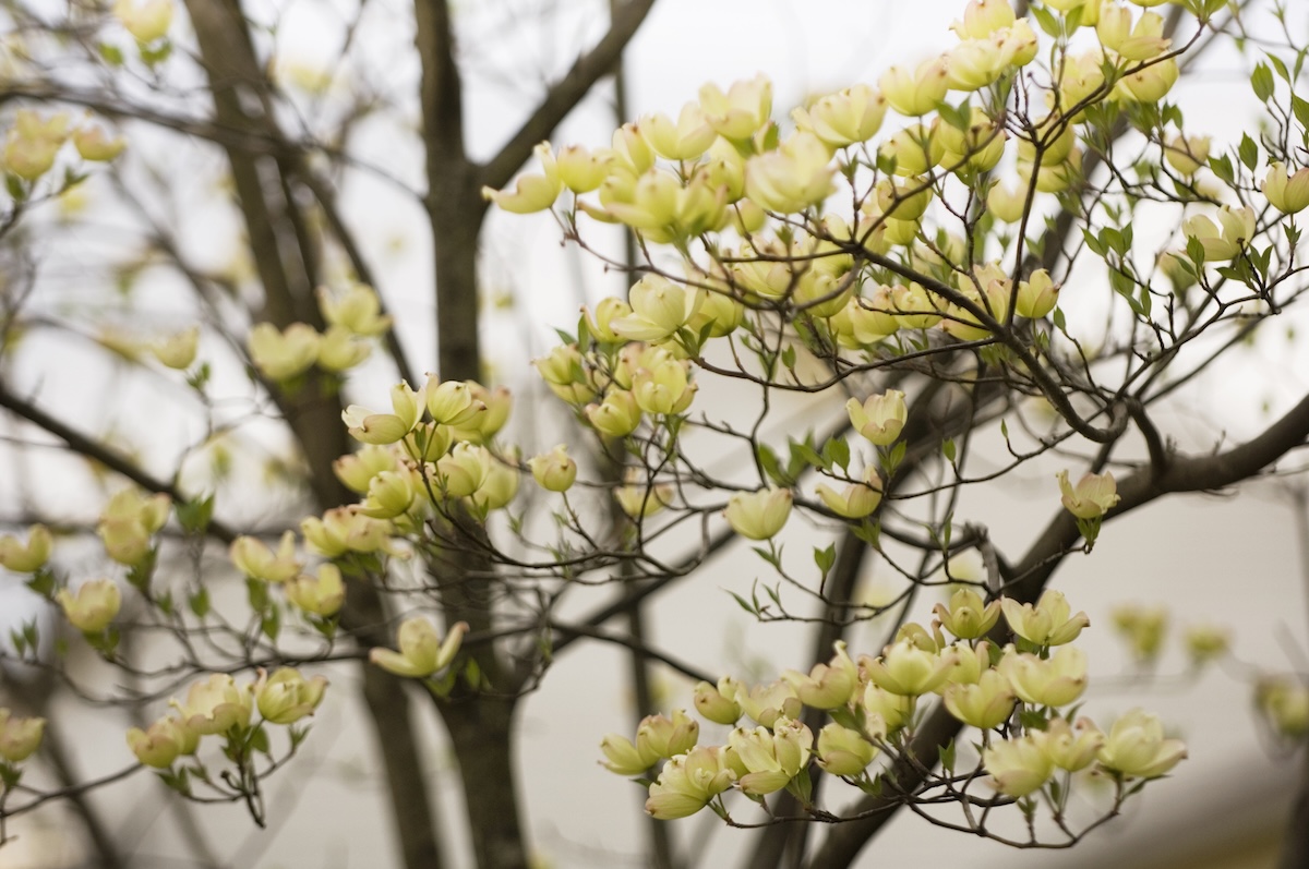 A yellow flowering dogwood tree in front of a house.