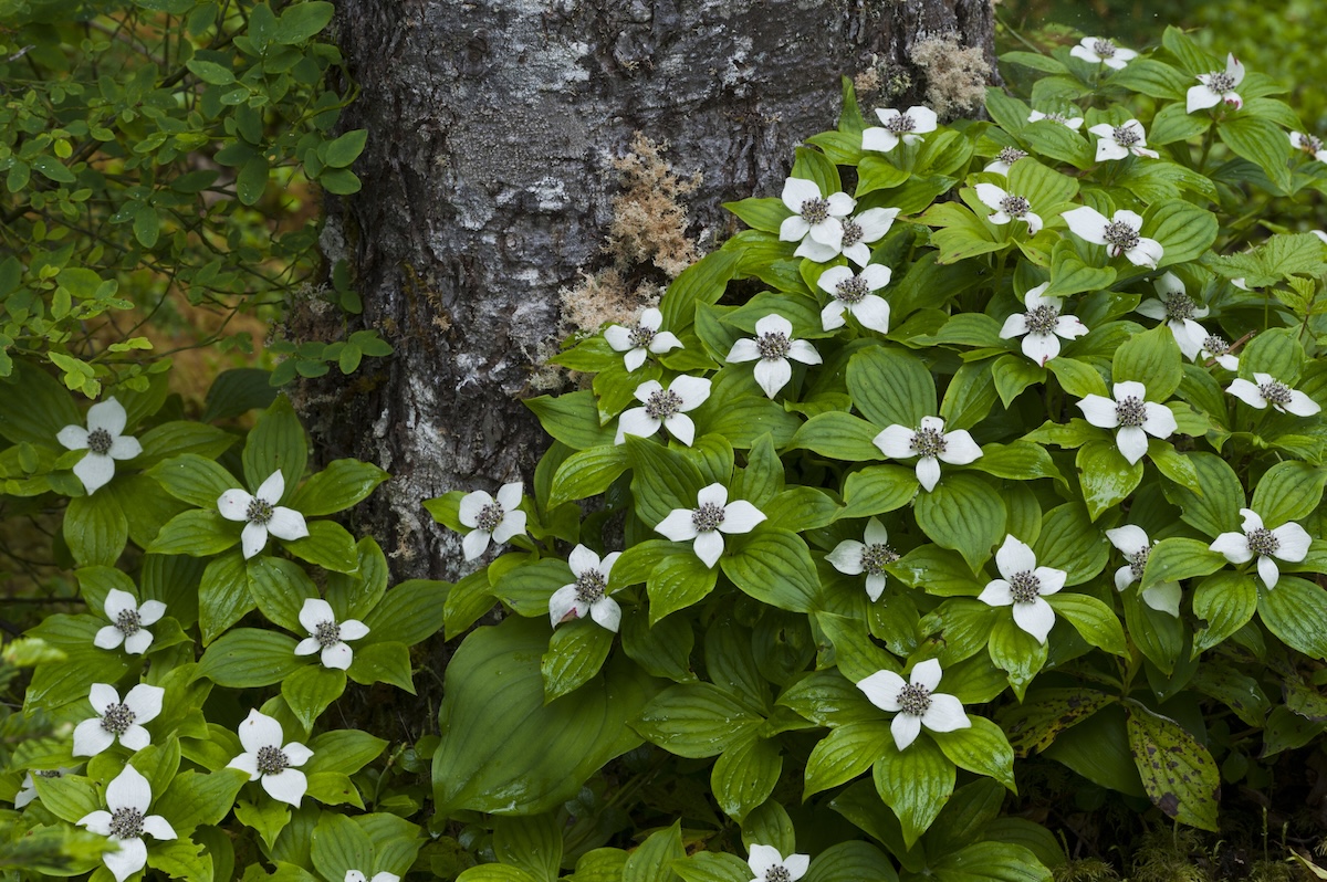 Bunchberry or Dwarf Dogwood growing along the ground and around a tree.