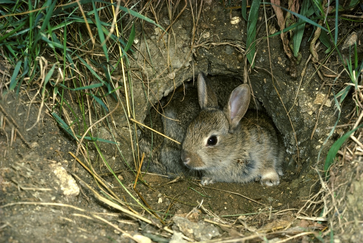 Young rabbits in a burrow under a home deck.