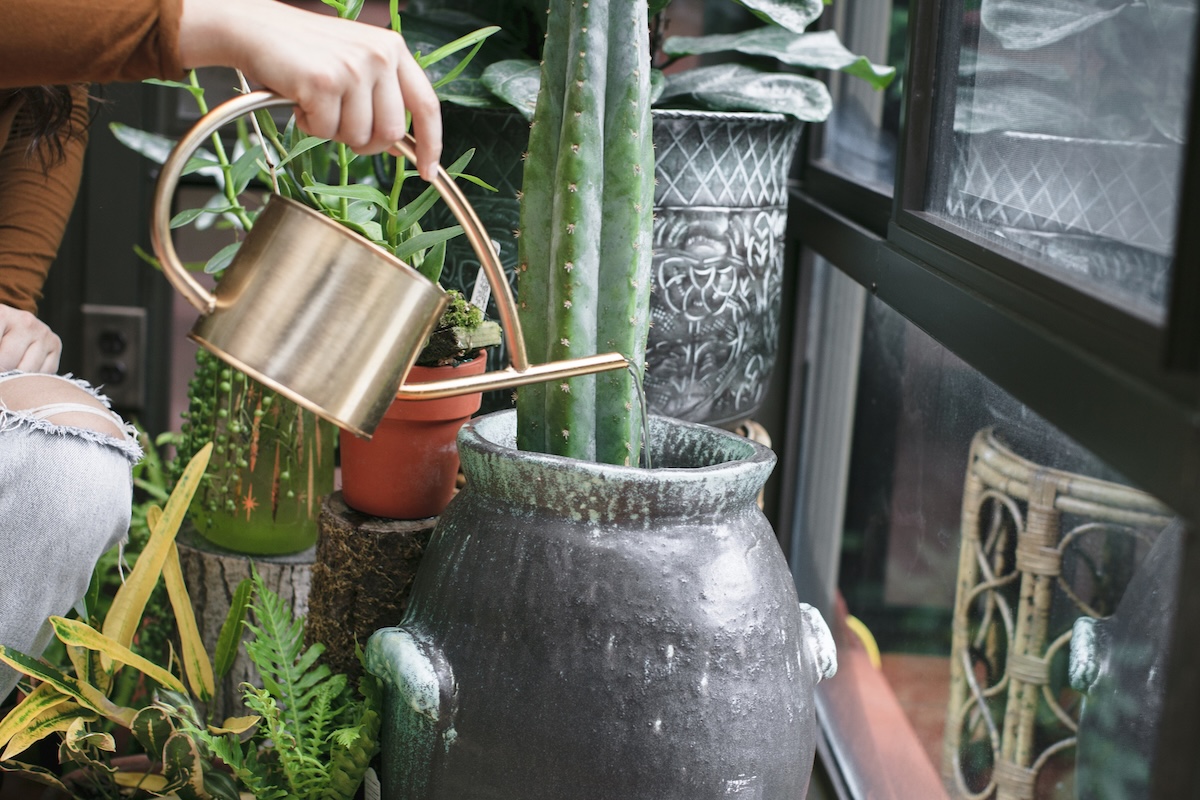 A DIYer fertilizing and watering houseplants.