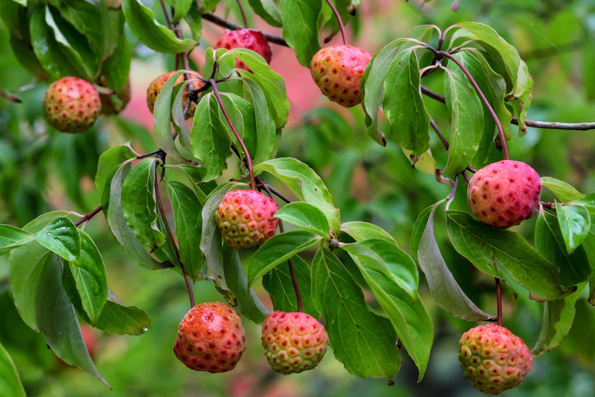 Strawberry dogwood berries on a tree.