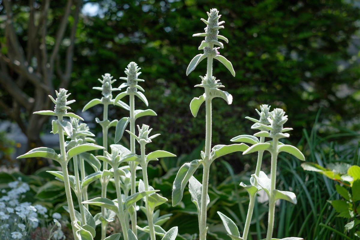 Lamb's ear plants growing outside of a home.