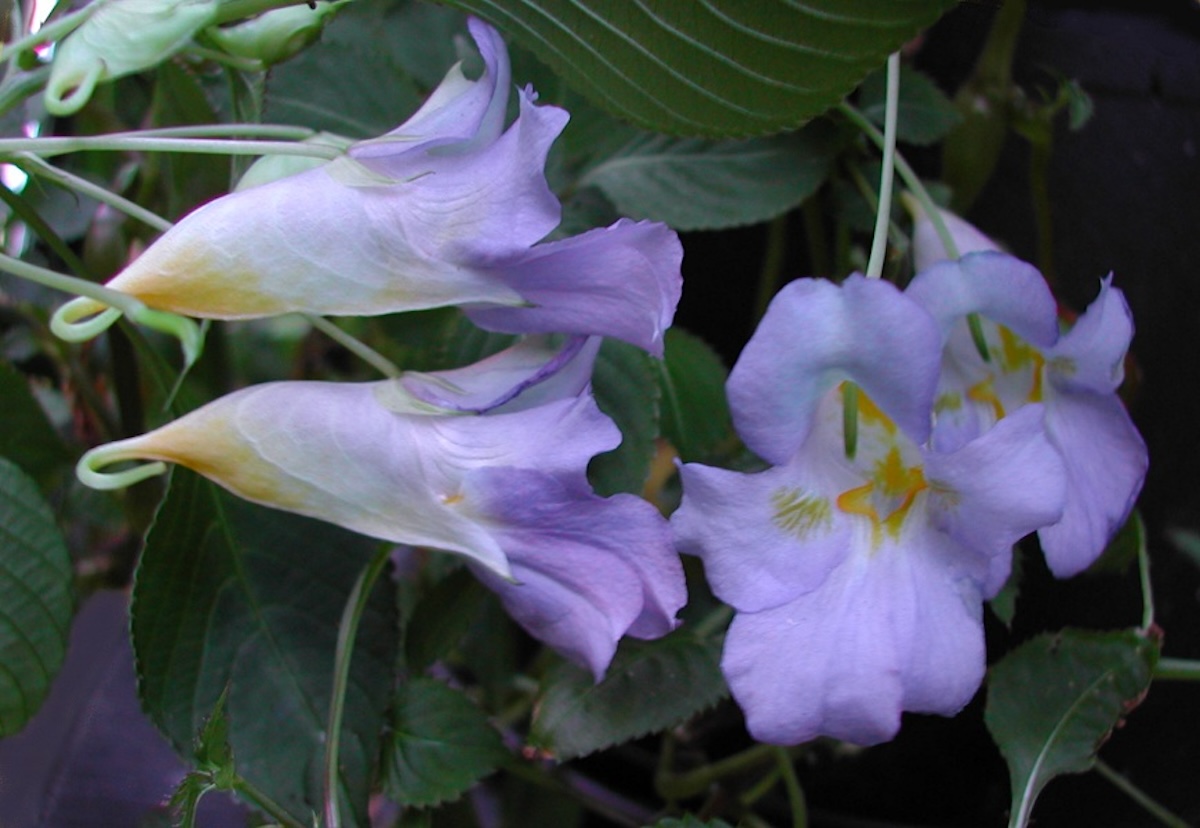 Light purple-toned "Blue Angel" Impatiens blooms. 