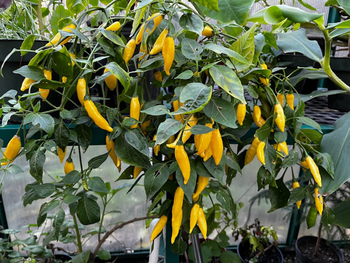 Several bright yellow Pepper Lemon Drops growing on a green bush. 