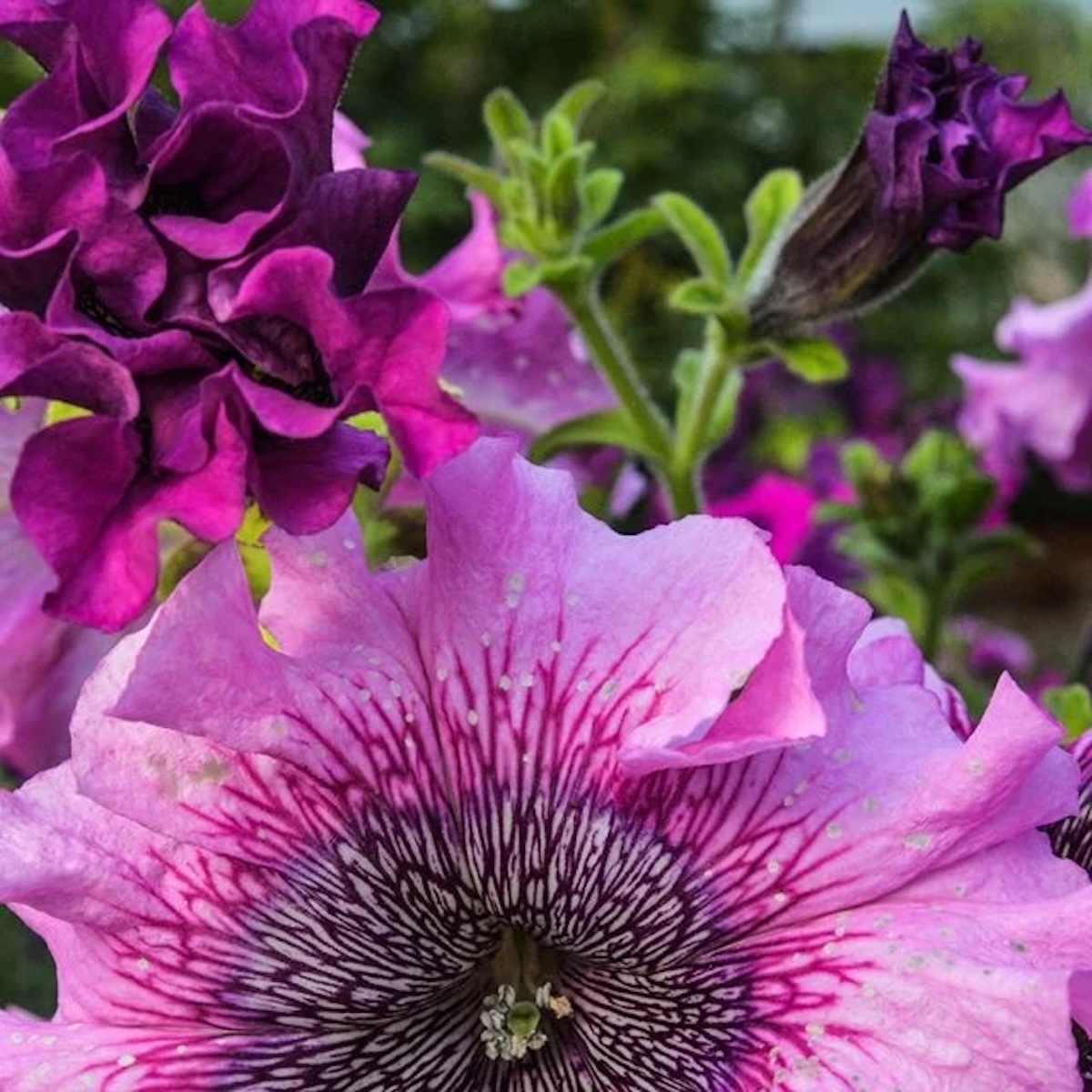 Bright purple Petunia superbissima flowers blooming with dark center. 