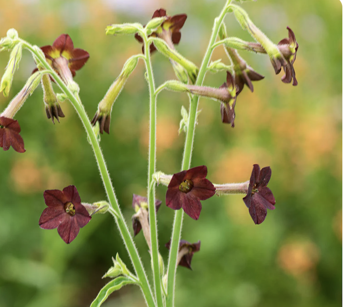 Tobacco 'Select Chocolate Chip' Nicotiana  flower growing in the sun. 