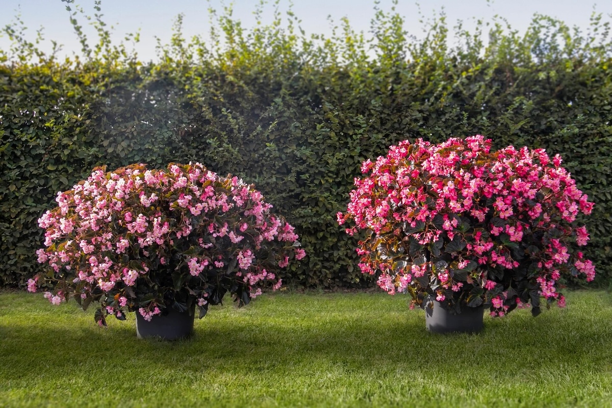 Two tuberous begonia Stonehedge plants in large planters in a bright green garden. 