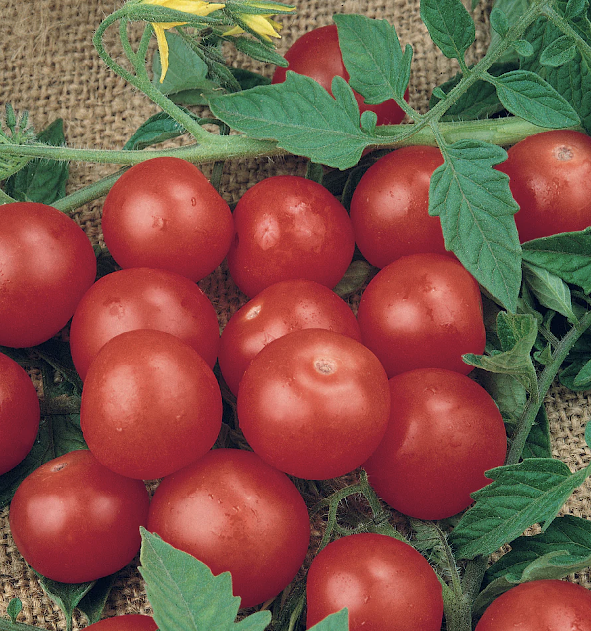 A cluster of small red, container-safe tomatoes. 