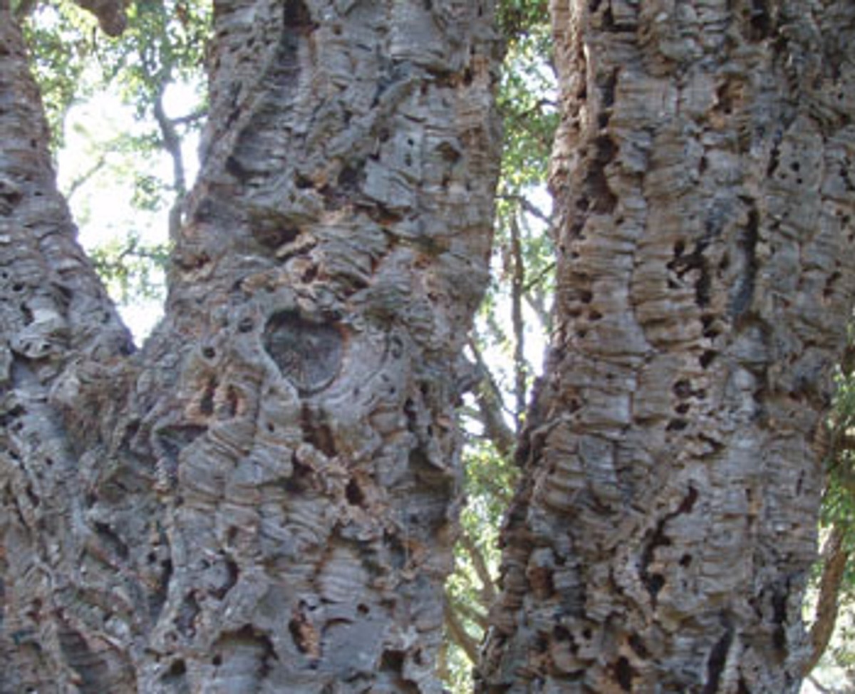 The trunk of a cork oak tree. 