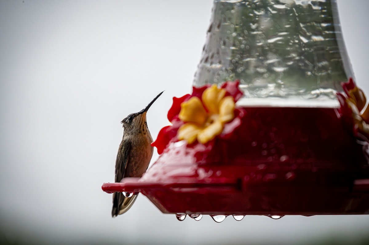 A hummingbird perched on a red feeder on a rainy day.